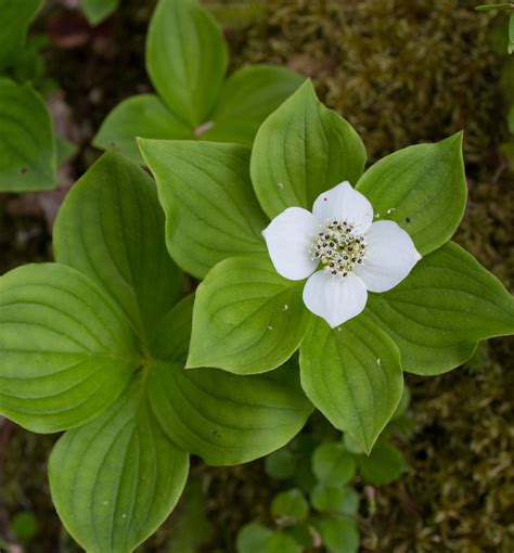 bunchberry natorps  plant store