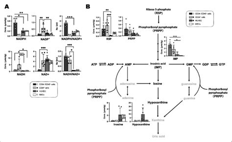 Nicotinamide Metabolism And De Novo Synthesis Of Purine Nucleotides Download Scientific