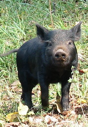 Losing Our Shirts, Keeping The Farm: Guinea Hog Piglets (1 Month Old)