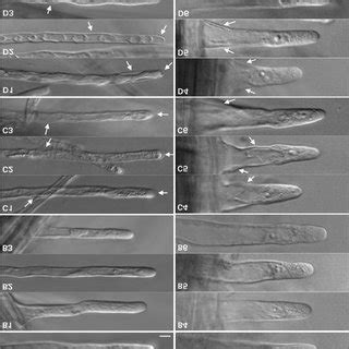 Comparison between different fixation methods applied to Arabidopsis ... 