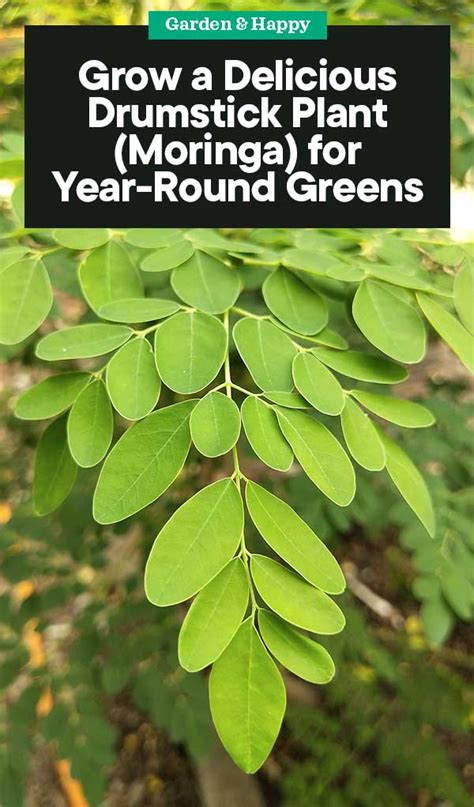 How To Grow A Drumstick Plant Moringa For Year Round Greens Garden