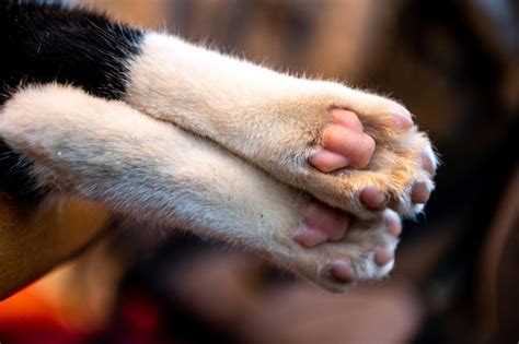 Premium Photo Animal Legs Of A Domestic Cat