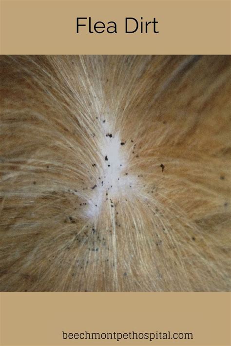 How To Get Rid Of Flea Eggs On Dogs
