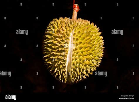 Durian fruit, Kuala Lumpur, Malaysia Stock Photo - Alamy