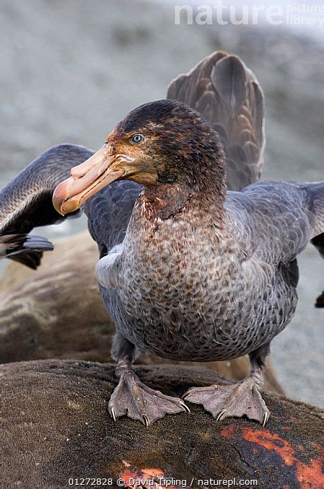 Stock Photo Of Southern Giant Petrel Macronectes Giganteus On Seal