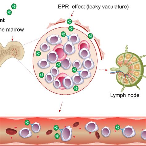 Schematic Illustration Of Passive And Active Targeting Of Cll Cells Download Scientific Diagram