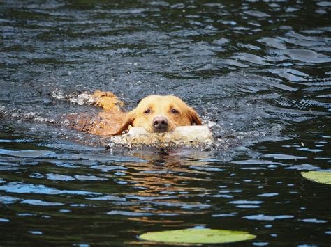 Tips For Taking Your Dog To The Lake This Summer Weddington Animal