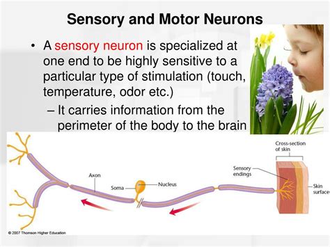 Difference Between Sensory And Motor Neurons Definiti - vrogue.co
