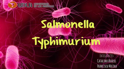 Salmonella Typhimurium by Francisco Mardones on Prezi