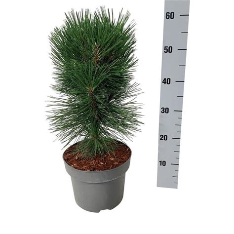 Pin Pinus Nigra Pyramidalis Livraison Rapide Fleurdirect