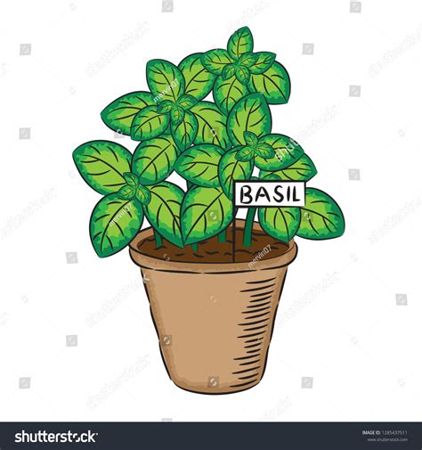 Vector Illustration Potted Basil Plant Stock Vector Royalty Free