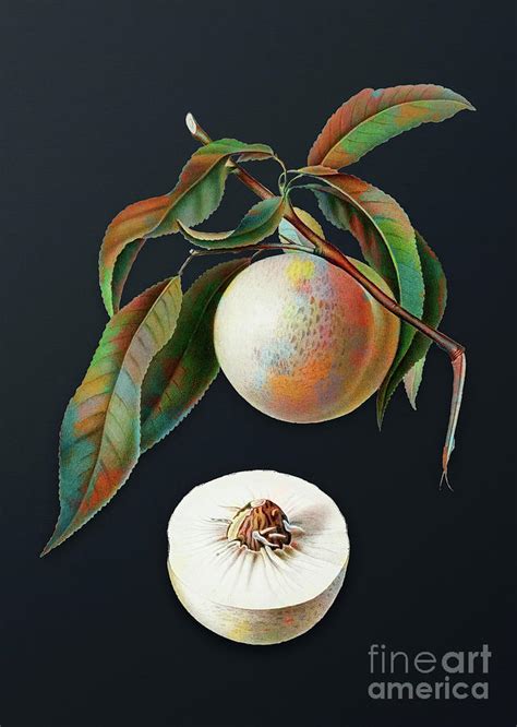 Vintage Peach Botanical Art On Dark Steel Gray N 0211 Mixed Media By