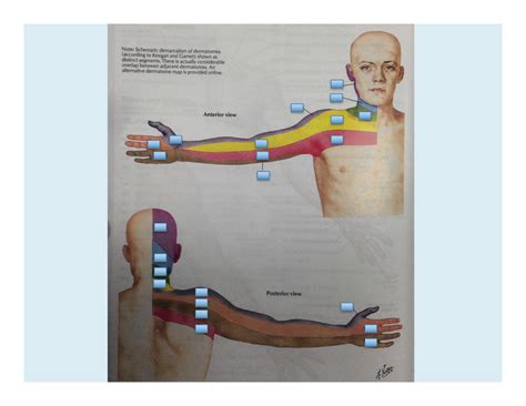 Dermatomes Diagram Quizlet