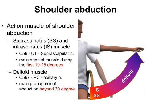 Shoulder Abduction Reconstruction In Acute Brachial Plexus Injury For