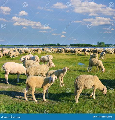 Flock Of Sheep Grazing On Pasture Stock Photo Image Of Flock