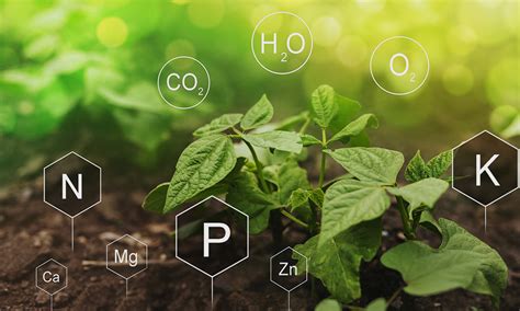 The Essential Effect of Nitrogen on Plants | VIVOSUN