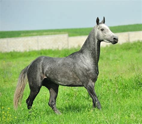 160 best images about Akhal Teke on Pinterest | Palomino, Training and ...