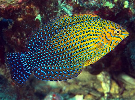 Shortnose Wrasse Macropharyngodon Geoffroy Wrasses Geoffroy S Wrasse Hawaii Reefs