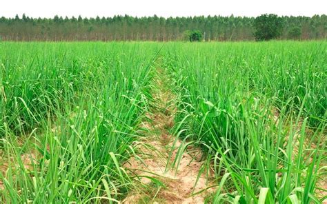 Sugar cane farm | Stock image | Colourbox