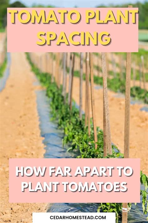 Tomato Plant Spacing: How Far Apart to Plant Tomatoes - Cedar Homestead