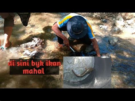 Di Sungai Kecil Ini Banyak Channa Limbata Dan Wadernya Youtube