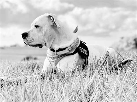 Chiot Elevage Des Minis Crottes Eleveur De Chiens Dogo Argentino