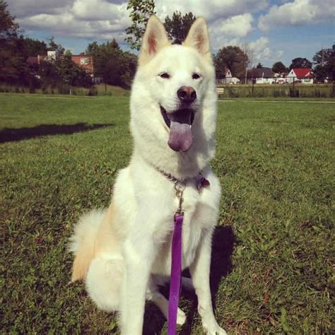 Chow Chow Husky Mix Puppy