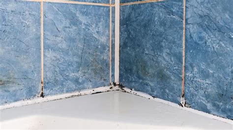 How To Prevent Mold In Bathrooms Forbes Home