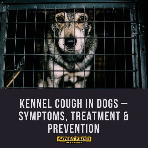Kennel Cough: Symptoms, Treatment, and Prevention - Hunter Games Magazine