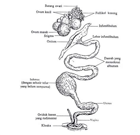 Cara Inseminasi Buatan Pada Ternak Unggas Elinotes Review