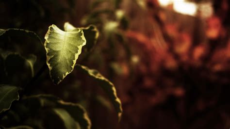 Depth Of Field Macro Leaves Nature Wallpaper Coolwallpapersme