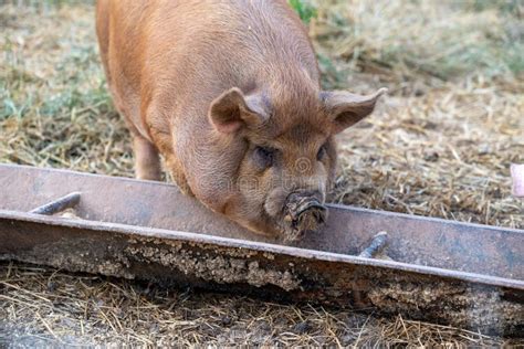 Pigs Eating Out of a Trough Stock Image - Image of grass, nature: 203022387