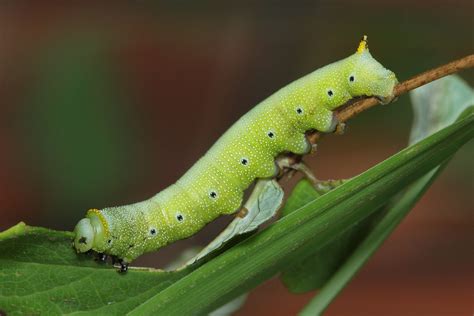 Snowberry Clearwing Caterpillar Hummingbird Moth Macroclose Up