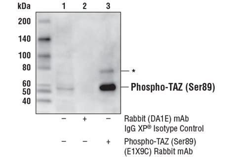 Phospho TAZ Ser89 E1X9C Rabbit MAb Cell Signaling Technology