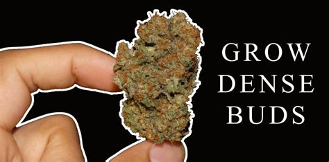 How To Grow Denser Buds Organically Khalifa Genetics