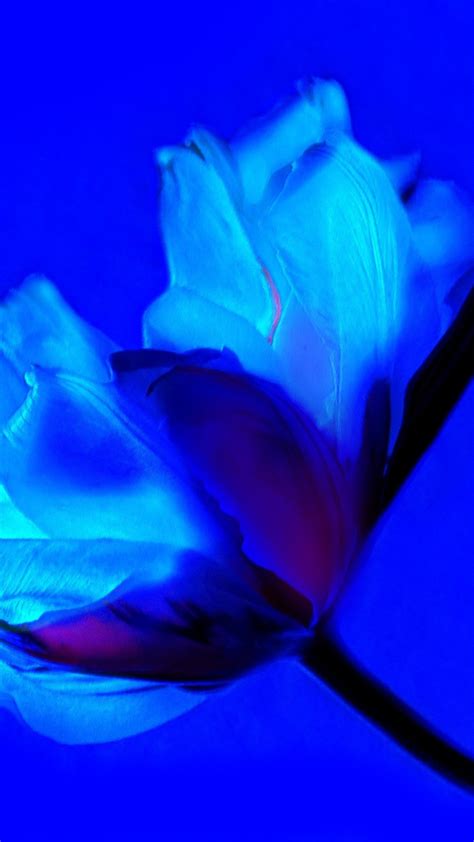 Blue Tulips Wallpapers - Wallpaper Cave