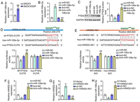 Long Non‑coding Rna Hand2‑as1 Mir‑106a Pten Axis Re‑sensitizes