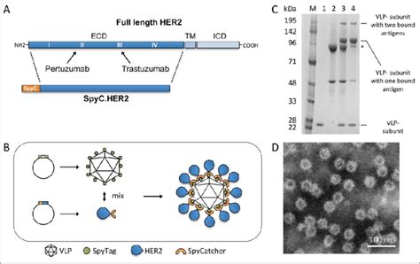 Her2 Vlp Vaccine Design And Characterization A The Her2 Extracellular