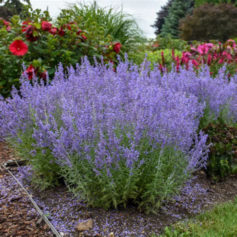 Plant Of The Month Russian Sage Perovskia Summer Lavender Dallas