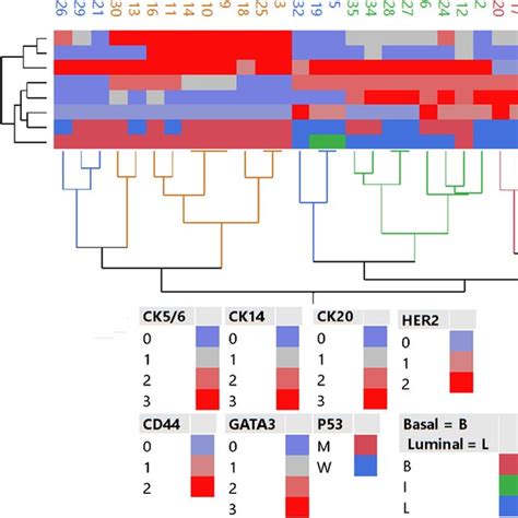 Heat Map Depicting Patterns Of Basal And Luminal Marker Expressions