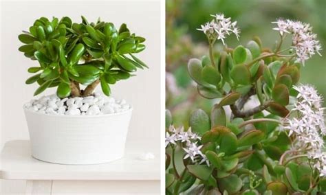 Planta Jade Como Cuidar Em Sua Casa O Guia Completo