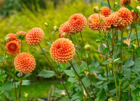 When Do Dahlias Bloom Discover Peak Season By Zone A Z Animals