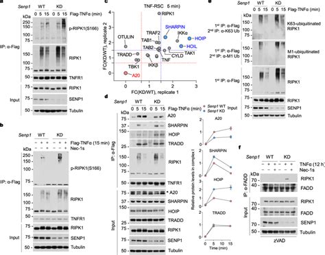 Senp1 Deficiency Promotes Ripk1 Activation And Alters Its Download