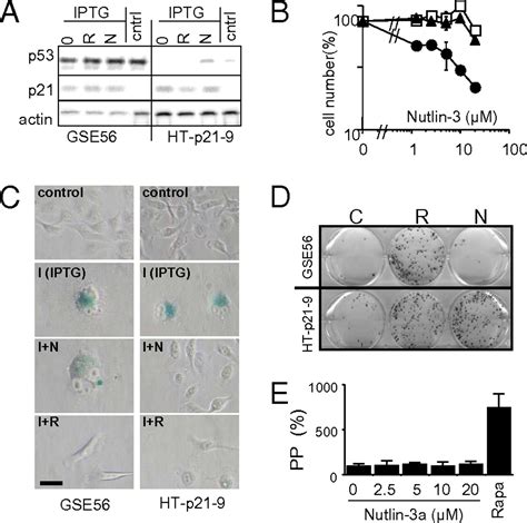 Paradoxical Suppression Of Cellular Senescence By P53 PNAS