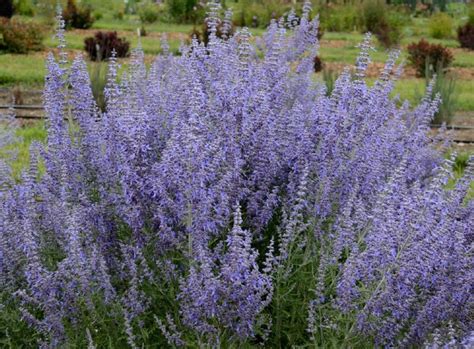 Plant Show Russian Sage Vs Lavender Which Is The Best