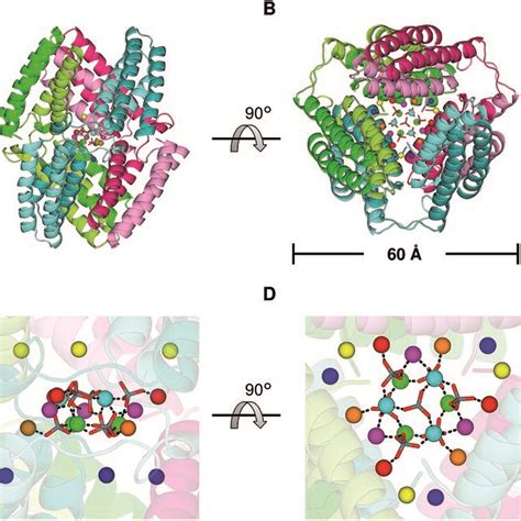 Schematic View Of The Dimerization Process Of Cyt Cb During Folding