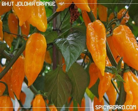 Bhut Jolokia Orange Capsicum Chinense 10 Semi Puri