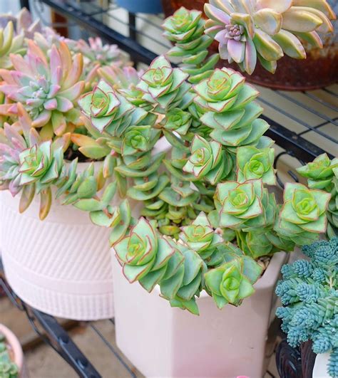 Crassula Ivory Towers Crassula Conjuncta Succulent For Sale Container Garden Succulents