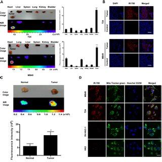 Hyperbaric Oxygen Enhanced The Chemotherapy Of Mitochondrial Targeting