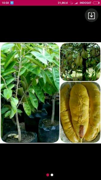 Jual Paket Durian Musangking Merah Montong Bawor Di Lapak Sumber